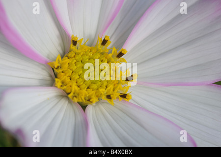 Kosmos Licht Lavendel Nahaufnahme Makro Stockfoto