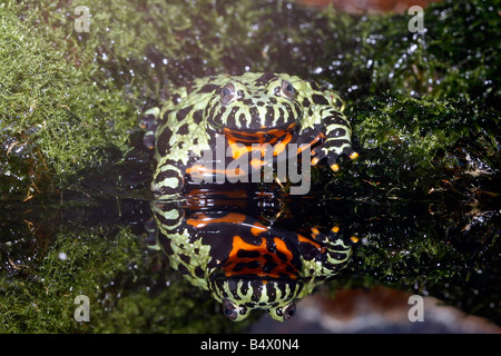 Feuer Bauch Kröte mit ein perfektes Spiegelbild im Wasser wissenschaftlicher Name Geburtshelferkröte orientalis Stockfoto