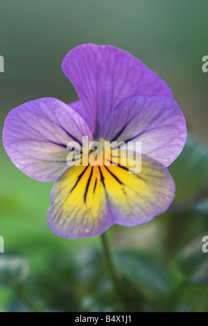 Porträt einer winterblühenden Malve und gelben Viola tricolor In einem englischen Garten gepflanzt Stockfoto