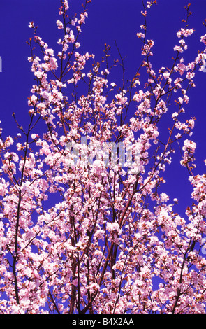 Hell rosa Kirschblüten Kontrast vor einem tiefblauen Himmel in Sapporo, Hokkaido, Japan Stockfoto