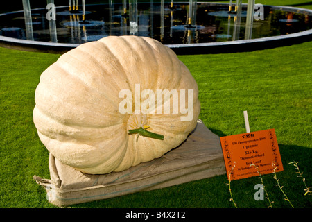 Die dänische Nummer eins 335 kg Riesenkürbis Stockfoto