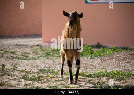 Billy Goat roaming in marokkanischen Farm. Horizontale 80874 Morocco-Ziege Stockfoto