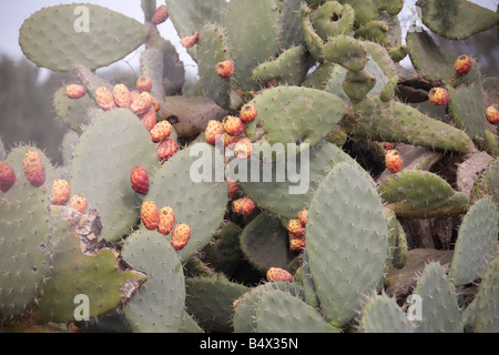 Samtbaum Birne, Opuntia tomentosa, Kaktuspflanze. Kakteen. Grüne breite Blätter. 80864 Marokko-Kakteen. Rote Blume. Horizontal Stockfoto