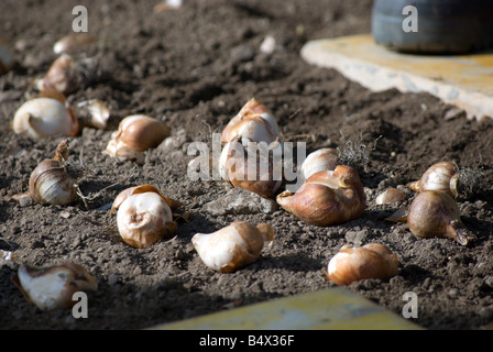 Parks und Erholung Arbeiter Tulpenzwiebeln für das nächste Frühjahr Pflanzung Stockfoto