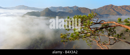 Ein Tannenzweig Baum über dem Katun-Fluss Tal nebligen Morgen. Altai, Sibirien, Russland Stockfoto