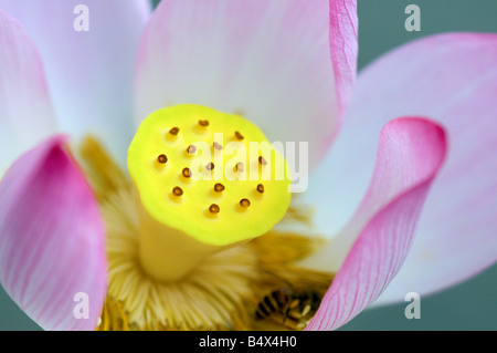 Eine blühende Lotusblume Stockfoto