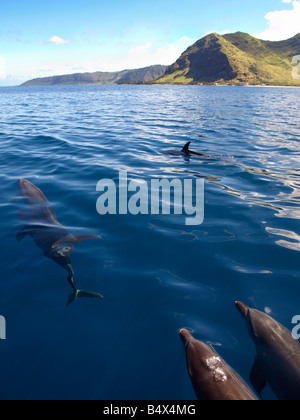 Delfine vor der Küste von Oahu Stockfoto