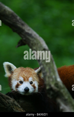 Augenkontakt von Rotpandabären zwischen den Ästen Stockfoto