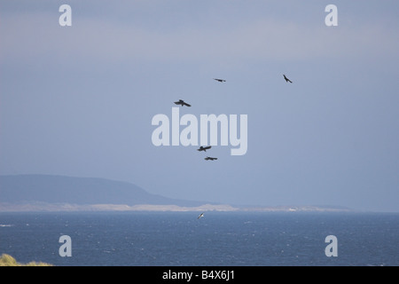 Alpenkrähe Schule, Ardnave Punkt, Islay Stockfoto