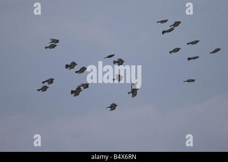 Alpenkrähe Schule, Ardnave Punkt, Islay Stockfoto