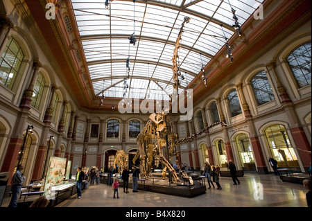 Dinosaurier-Skelette im Natural History Museum in Berlin 2008 Stockfoto