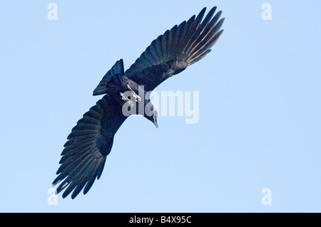 Amerikanische Krähe im Flug Stockfoto