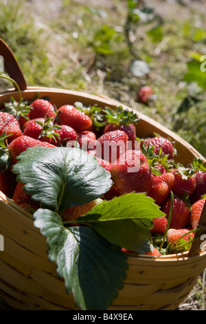 Korb voll mit frischen Erdbeeren Stockfoto