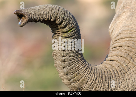 Nahaufnahme der Elefantenrüssel Stockfoto