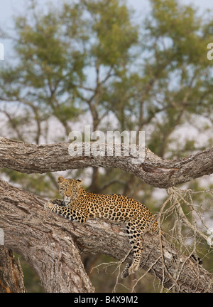 Leoparden im Baum ruht Stockfoto