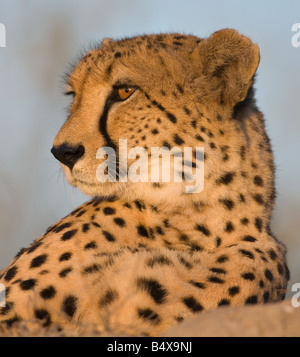 Porträt des Geparden hautnah Stockfoto