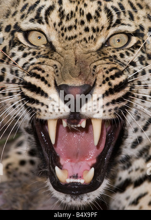 Nahaufnahme eines Leoparden Knurren Stockfoto