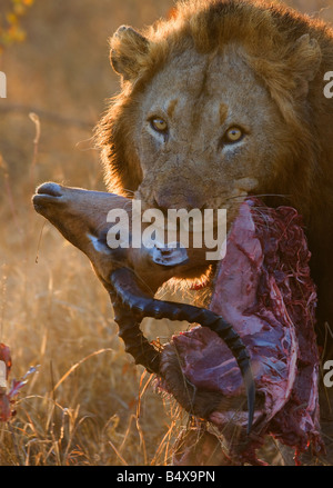 Nahaufnahme eines Löwen hielt Kadaver in Mund Stockfoto