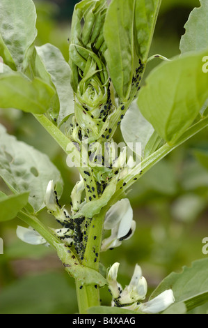 BlackFly auf Bohne Pflanze Stockfoto