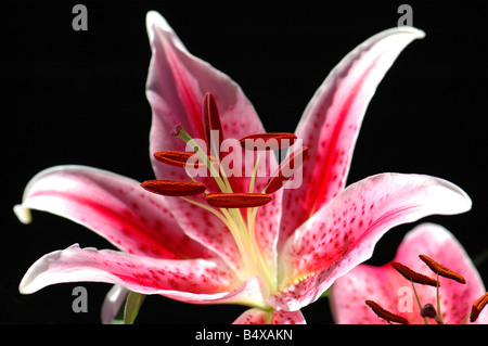 Eine Lilie Stargazer Stockfoto