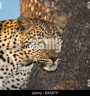 Nahaufnahme der wilden Leoparden im Baum Stockfoto