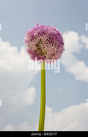 Runde Blume gegen Himmel hautnah Stockfoto