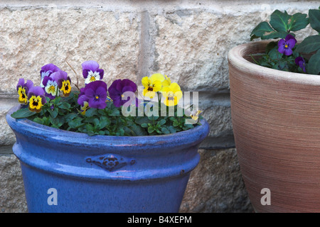 Nahaufnahme von Violas, die in einem blauen Keramiktopf/Behälter in einem englischen Garten gepflanzt wurden Stockfoto