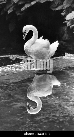 Wer s ein hübscher Junge dann dieser Schwan verliebt sein Refelction beim Paddeln in der Ouseburn in Jesmond Dene Stockfoto