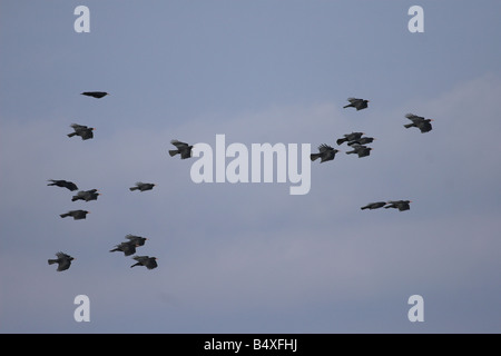 Alpenkrähe Schule, Ardnave Punkt, Islay Stockfoto