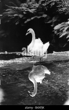 Wer s ein hübscher Junge dann dieser Schwan verliebt sein Refelction beim Paddeln in der Ouseburn in Jesmond Dene Stockfoto