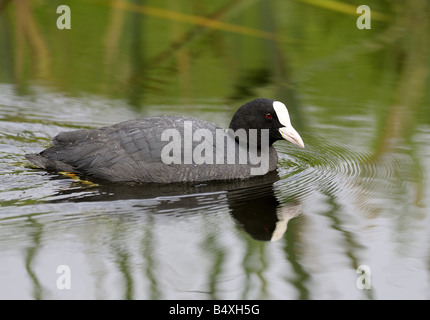 Blässhuhn schwimmen Rainham Sümpfe Essex 06 06 2008 Credit Garry Bowden Stockfoto