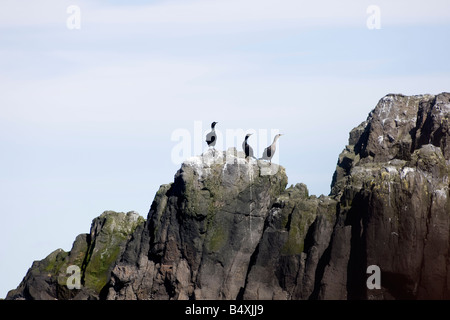 Vögel und Klippen in der Nähe von Flatey in Breidafjördur Stockfoto