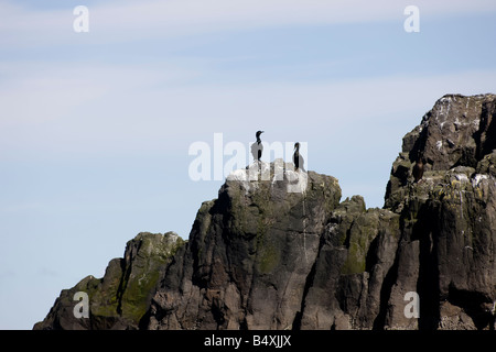 Vögel und Klippen in der Nähe von Flatey in Breidafjördur Stockfoto