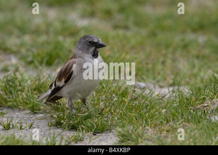 Snowfinch Montifringilla nivalis Stockfoto