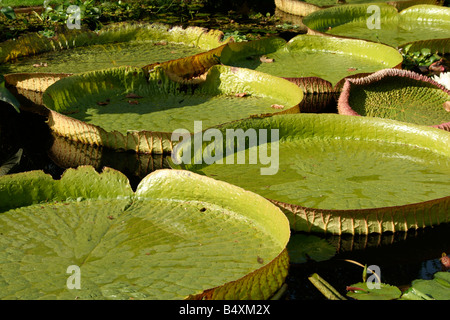 Riesige Blätter die riesige Seerose Victoria amazonica Stockfoto