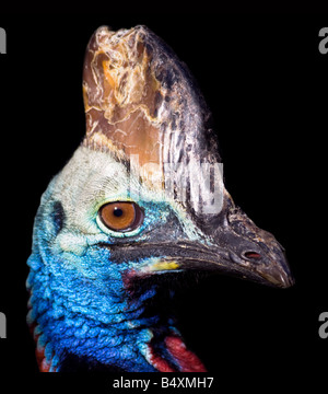 Südlichen Helmkasuar (Casuarius Casuarius) Stockfoto