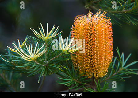 Heide-leaved Banksien (Banksia Ericifolia) Blütenstand, Banksia Farm Mount Barker, Western Australia Stockfoto