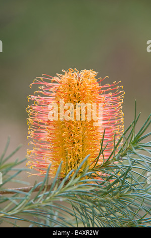 Heide Endivie Banksia Banksia Ericifolia X spinulosa rosa Formular Blumen Banksia Farm Mt Barker Western Australia September Stockfoto