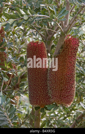 Schnitt-Blatt Banksien (Banksia Praemorsa) Wein rote Blume Form Kulturpflanze Banksia Farm Mt Barker Western Australia September Stockfoto