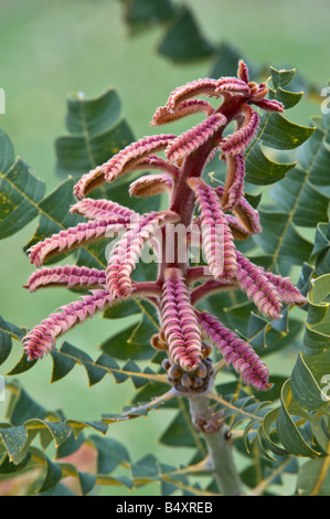 Mangite Bull Riesen Banksien (Banksia Grandis) neue Laub Kulturpflanze Banksia Farm Mt Barker Western Australia September Stockfoto