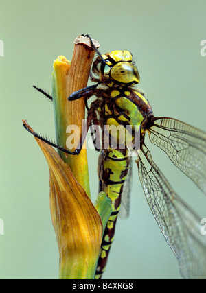 Südlichen Hawker Libelle, Aeshna Cyanea, weiblich. Kent, Südengland, Großbritannien. Stockfoto