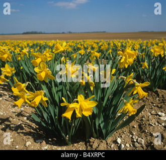 Narzissen Pflanzen blühen in einer kommerziellen Birne Ernte Hampshire Stockfoto