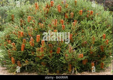 Heide Endivie Banksien (Banksia Ericifolia) niedrige Form in Blume kultivierte Pflanze Banksia Farm Mt Barker Western Australia September Stockfoto