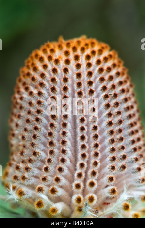 Scharlachrote Banksia Banksia Coccinea Blütenstand in Knospe Banksia Farm Mt Barker Western Australia September Stockfoto