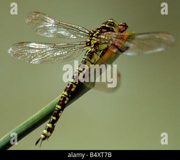 Südlichen Hawker Libelle, Aeshna Cyanea, weiblich. Kent, Südengland, Großbritannien. Stockfoto