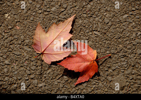 Gefallenen Maple leafs auf Bürgersteig Herbst. Stockfoto