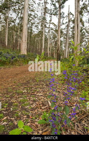 Karri-Eukalyptus Diversicolor Wald des Porongurup Nationalpark Westaustraliens September Stockfoto