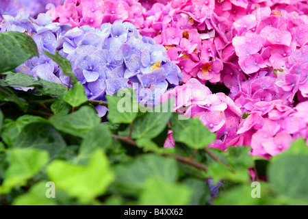 Hortensie Stockfoto