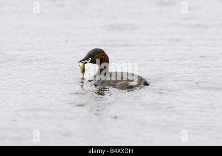 Zwergtaucher mit Mittagessen. Stockfoto