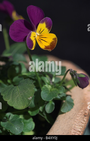 Nahaufnahme einer sonnendurchfluteten violetten und gelben Winterviola, die in einem Behälter im Garten, Großbritannien, gepflanzt wurde Stockfoto